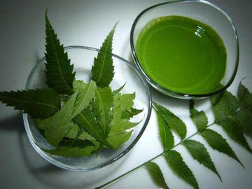 Herbs & Botanicals Collection: Natural Wellness & Flavor | The Gourmet Variety