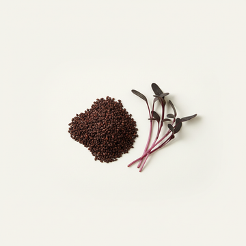 Beetroot Bulls Blood Microgreens