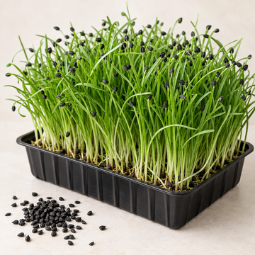 Fresh Garlic Chives Chinese Leek microgreens growing in a tray