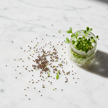 Alfalfa Microgreen & Sprouting Seeds 100g