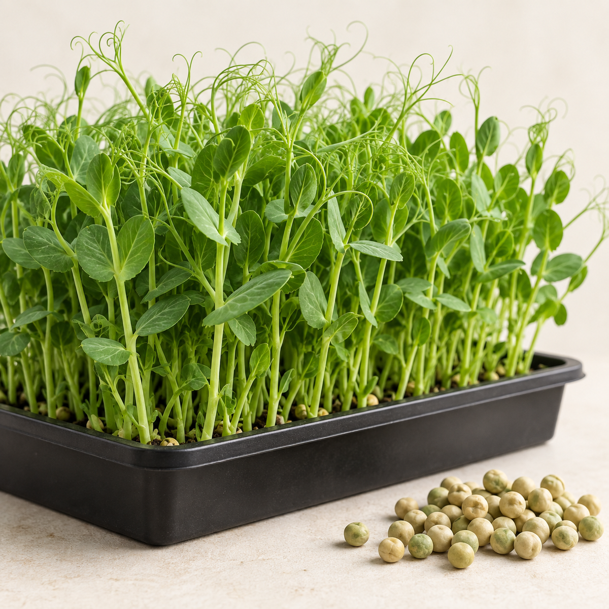 Fresh Pea Shoots microgreens with curling tendrils growing in a tray