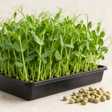 Fresh Pea Shoots microgreens with curling tendrils growing in a tray