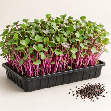 Pink Kale microgreens with vivid pink stems growing in a tray