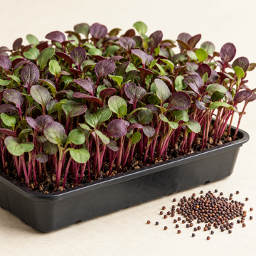 Red Mustard microgreens with burgundy leaves growing in a tray