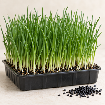 Fresh Salad Spring Onion microgreens growing in a tray