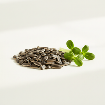 Sunflower Green Microgreens