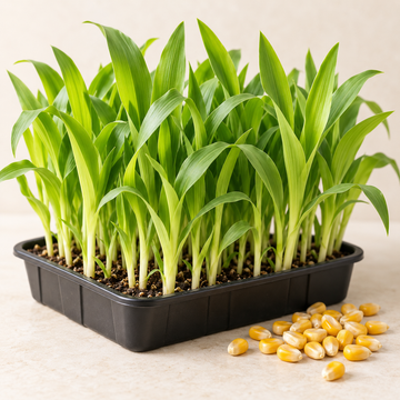 Fresh Sweetcorn Shoots microgreens growing in a tray with sweetcorn kernels